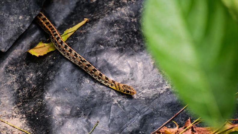Buff-striped Keelback Snake, Tehatta, West Bengal, India